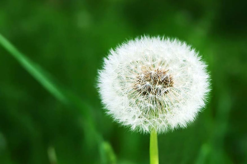 Dandelion flower, does my air conditioner help with allergies?